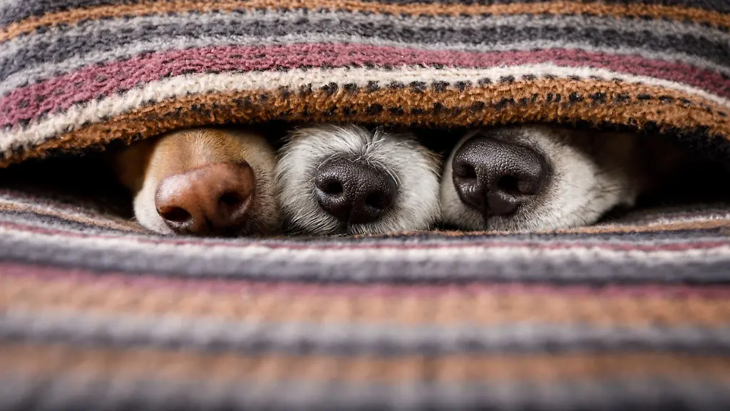 hunde an silvester